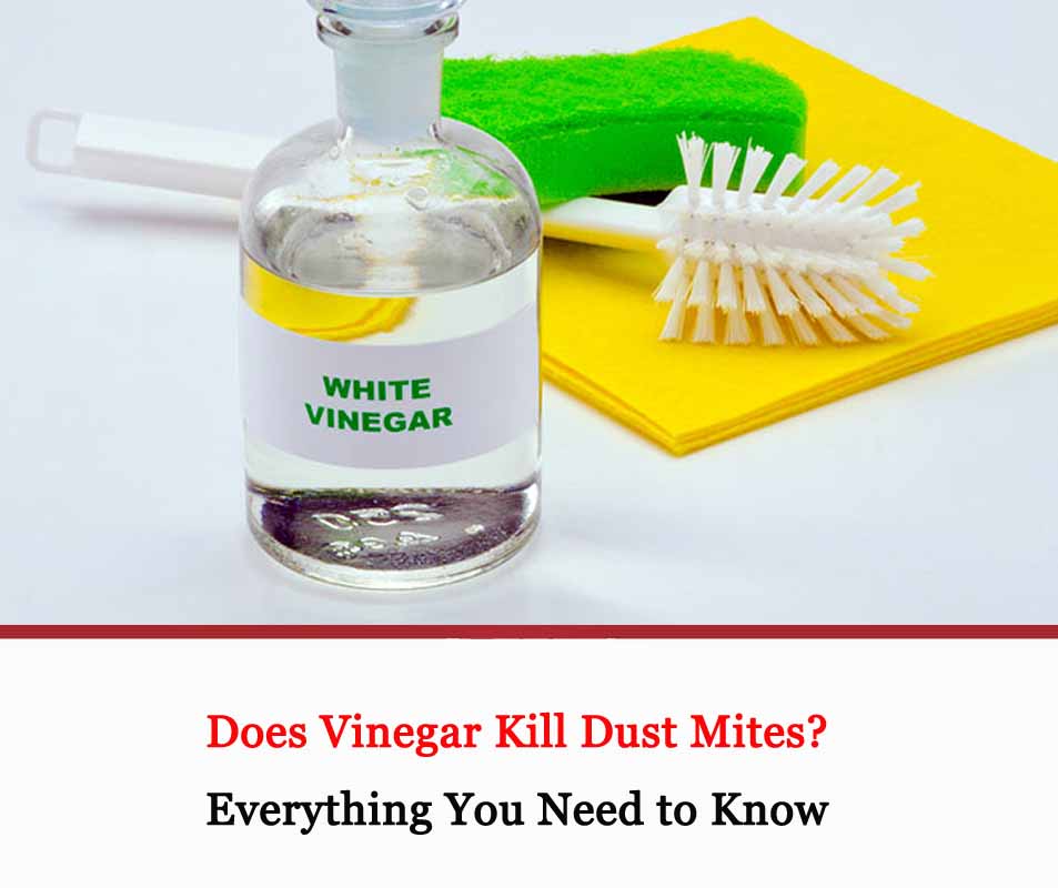 Does Vinegar Kill Dust Mites All About Dust Mites