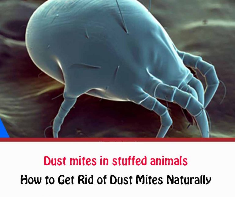 How to Get Rid of Dust Mites in Stuffed Animals All About Dust Mites