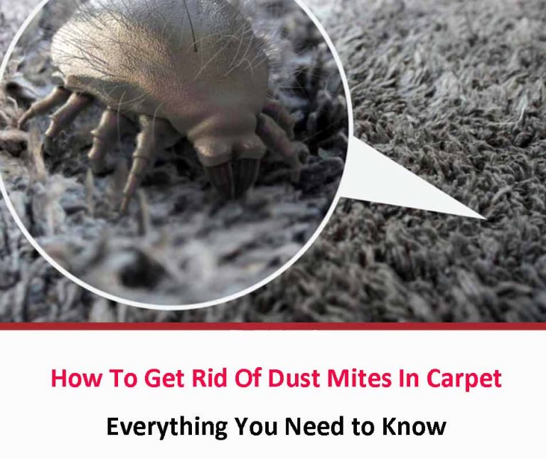 How To Get Rid Of Dust Mites In Carpet Naturally All About Dust Mites