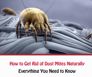 How to Get Rid of Dust Mites Naturally - All About Dust Mites