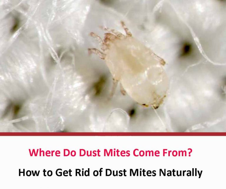 Where Do Dust Mites Come From? All About Dust Mites