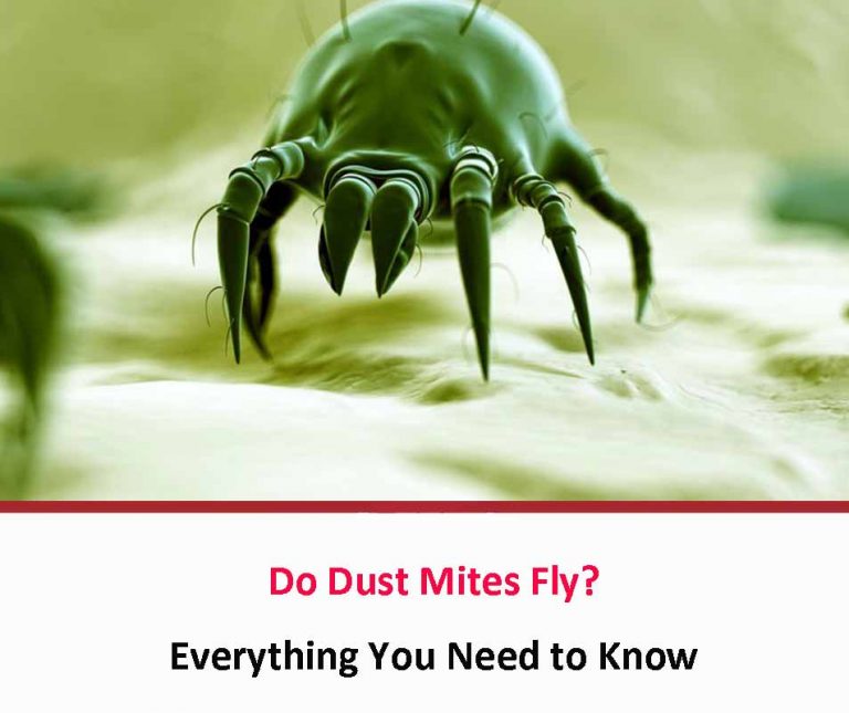 Do Dust Mites Fly? All About Dust Mites